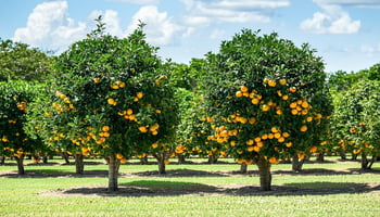  Citrus grove in Florida using USDA loan for irrigation upgrades