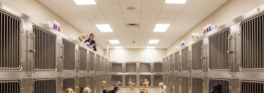 Equipment Loans for Animal Boarding Facilities