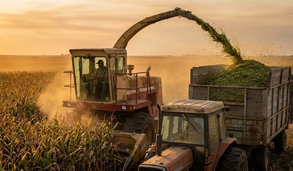 Self-propelled forage harvester chopping corn silage and blowing chopped forage into a tractor-drawn wagon at golden hour