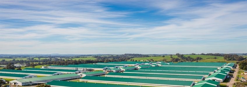 Poultry Farm Equipment Financing: The Complete Guide for Poultry Farmers and Agribusinesses