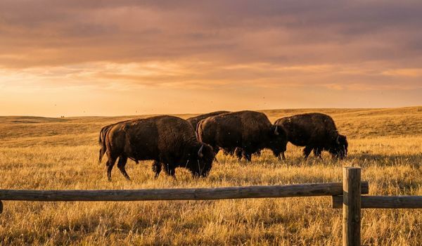 American bison herd grazing on open rangeland at golden hour behind a wooden ranch fence