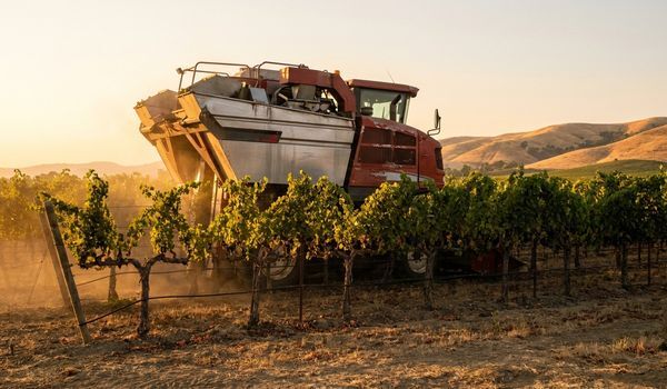 A red self-propelled grape harvester working through vineyard rows at golden hour with rolling hills in the background
