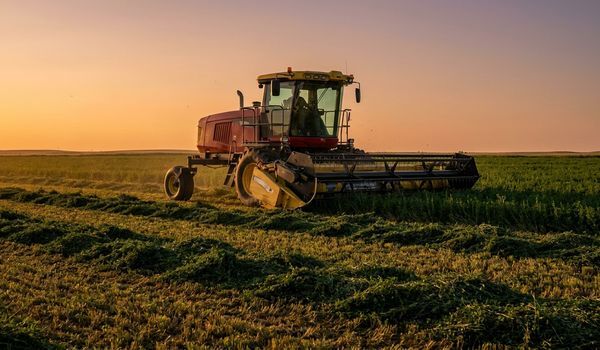 Self-propelled swather with draper header cutting an alfalfa hay field at golden hour
