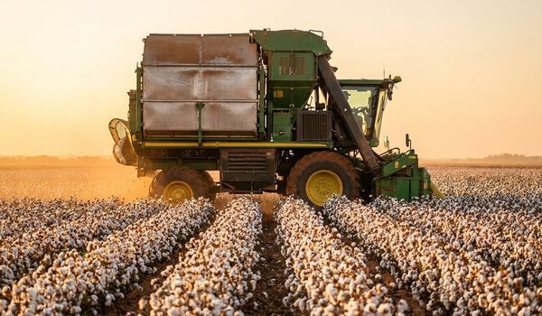 A modern cotton picker harvesting a mature cotton field at golden hour
