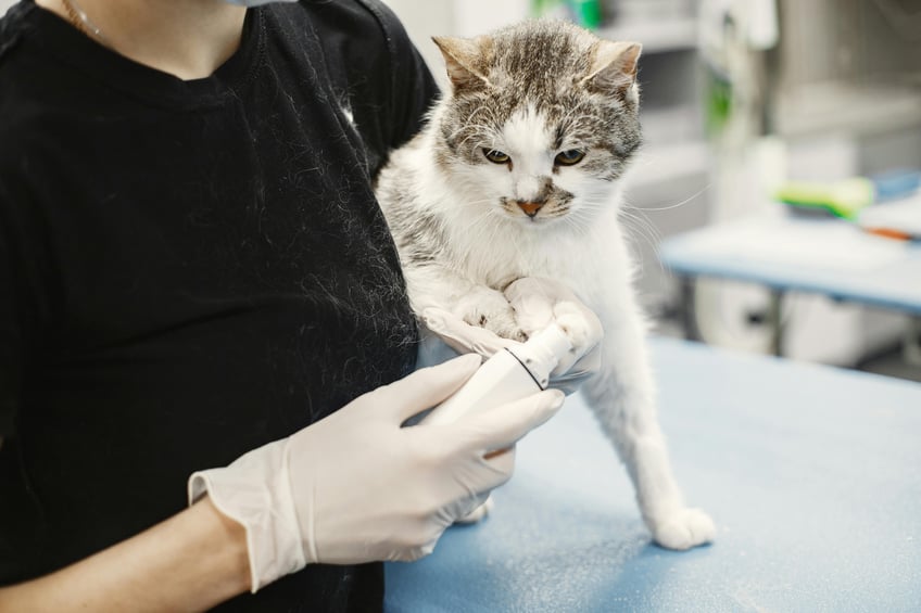How to Get Funding for Veterinary Medicine Companies