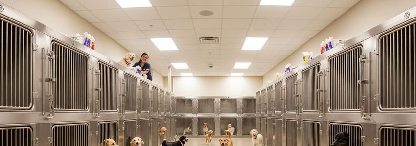 Equipment Loans for Animal Boarding Facilities