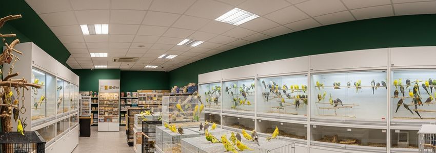Interior of a professional bird store showing colorful parrots and cockatiels in well-maintained aviaries