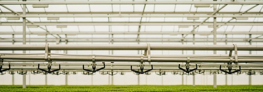 Commercial greenhouse irrigation system with overhead sprinklers and growing infrastructure