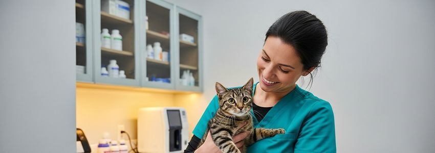 Veterinarian examining a dog in a modern veterinary clinic - Crestmont Capital
