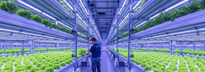 Hydroponics Business Loans: The Complete Financing Guide for Hydroponic Farmers and Growers