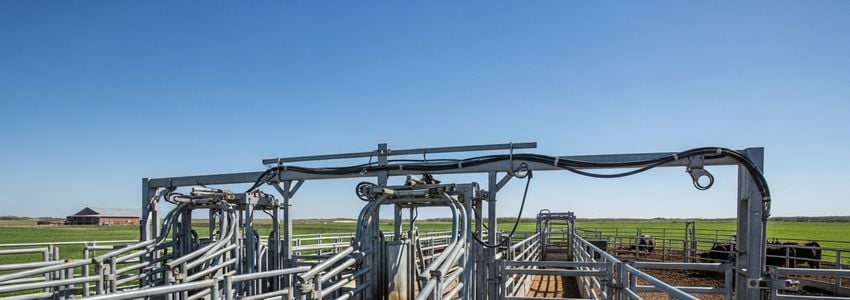 Modern cattle chute and corral handling system on a working ranch