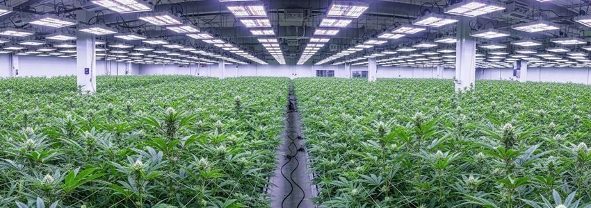 Cannabis cultivation facility showing modern grow operation for marijuana business financing