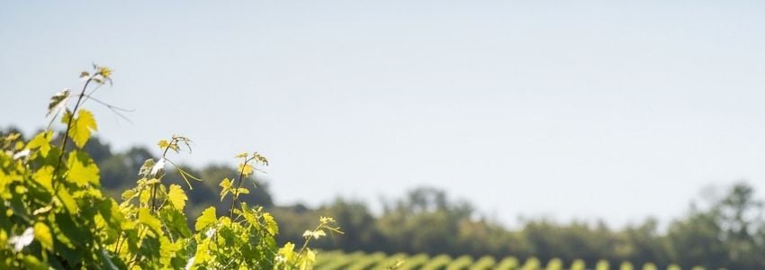 Vineyard Business Loans: The Complete Financing Guide for Vineyard Owners
