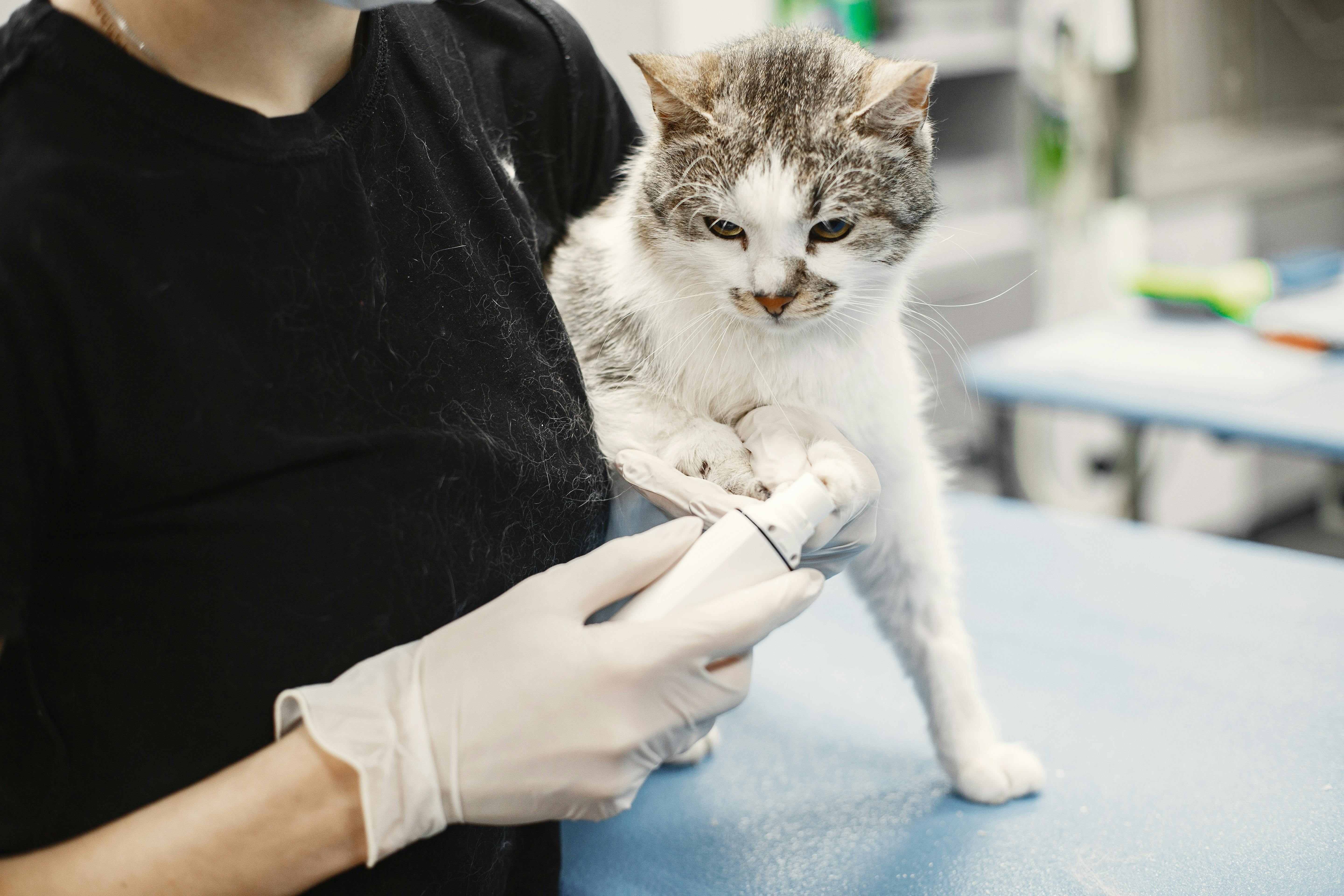 How to Get Funding for Veterinary Medicine Companies