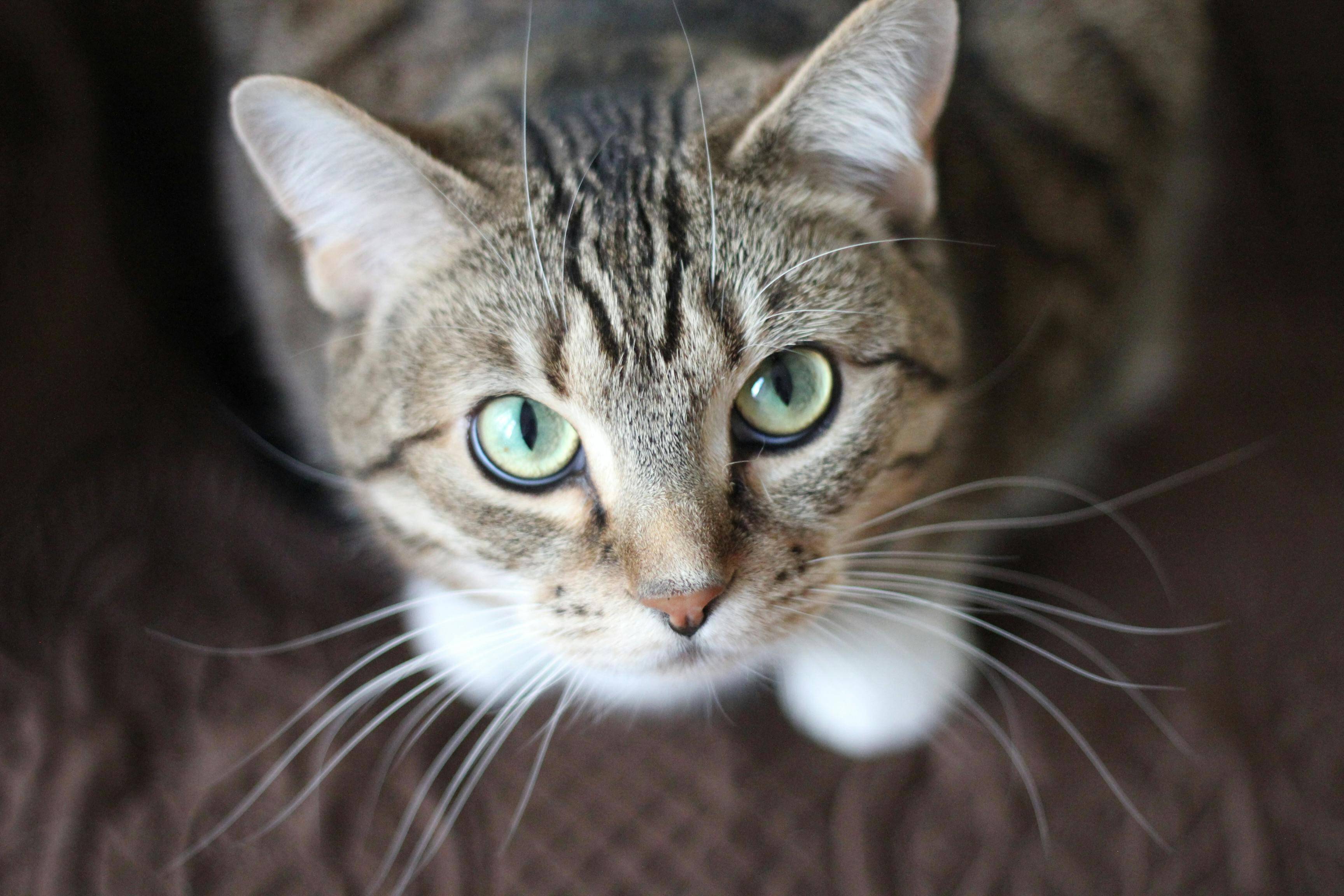 A Guide to Animal Boarding Company Business Loans