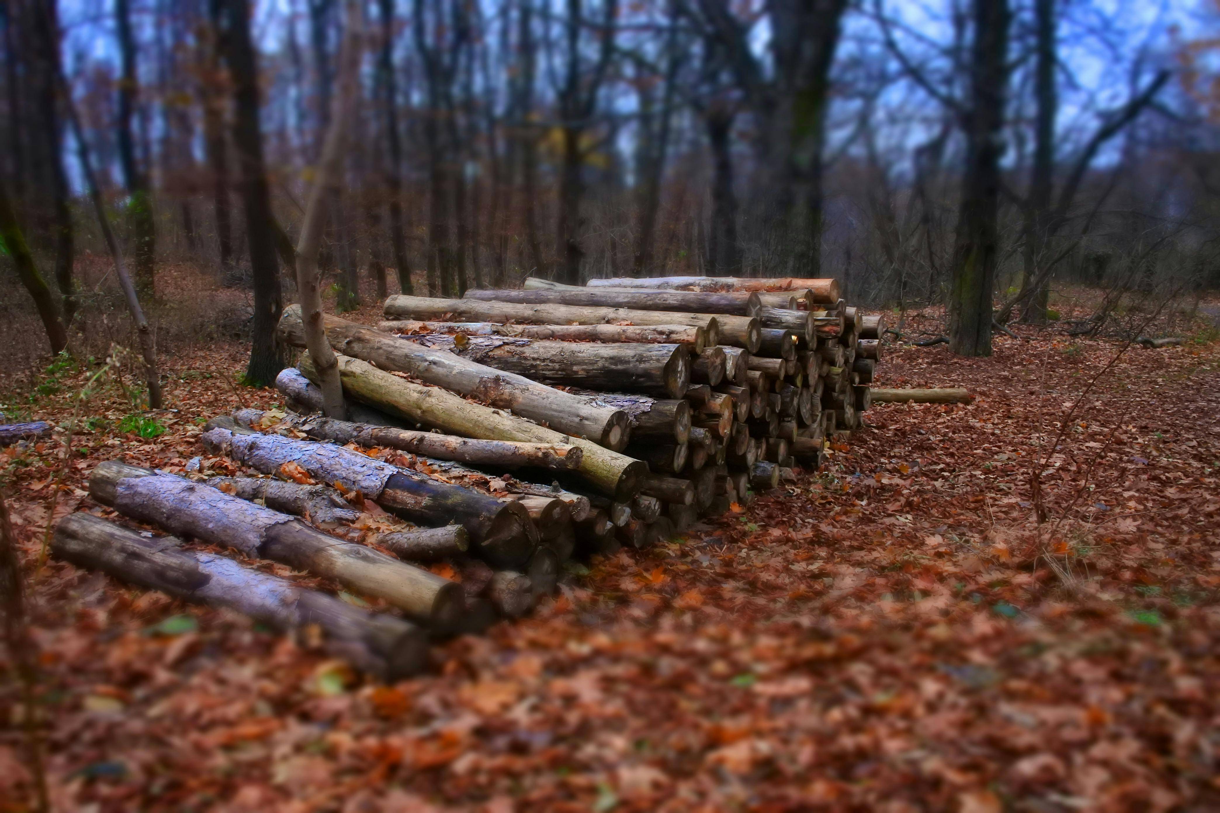 Forestry Company Business Loans: A Comprehensive Guide
