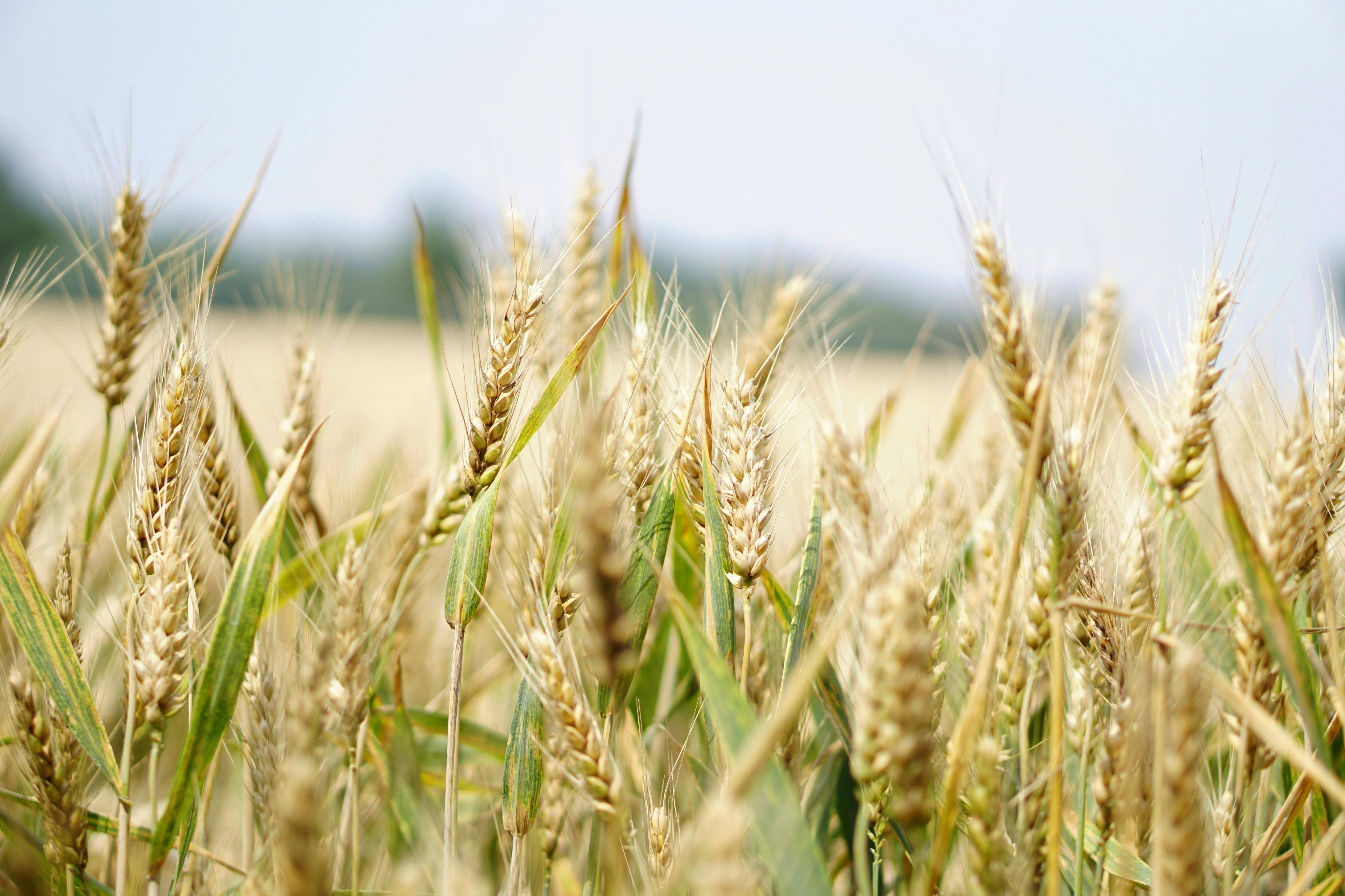 How To Qualify for a Business Loan for Your Agriculture Company